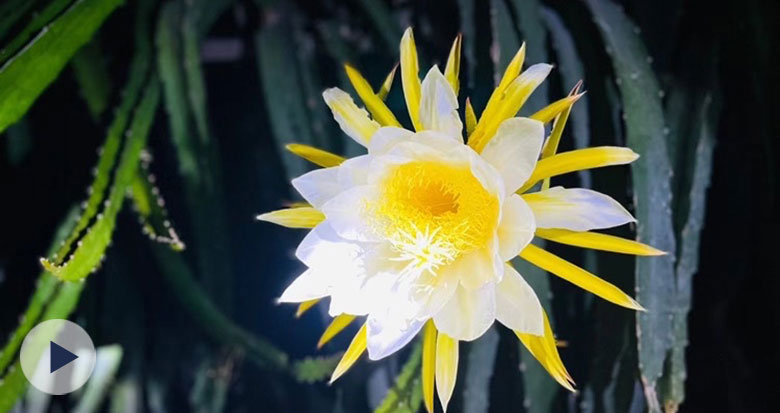 ��ҹ�_���Ļ���������Ҋ�^�᣿���硰�һ�һ�F(xi��n)��