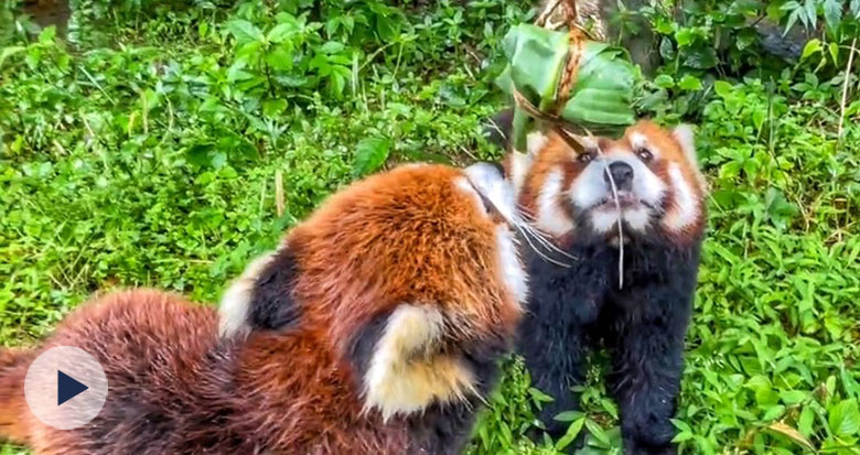 �������ӳԵÚg������Ұ����(d��ng)��@��С��(d��ng)��Ҳ�^����