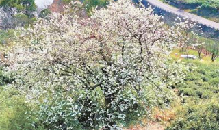 һ���滨 ����_